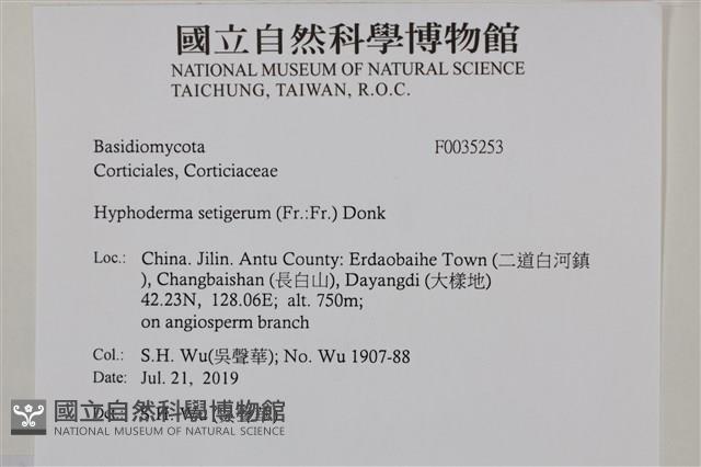 剛毛絲皮菌藏品圖，第2張