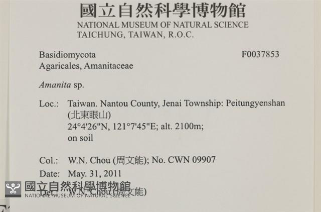 鵝膏屬藏品圖，第2張
