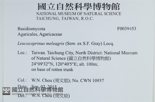 珠雞斑白鬼傘藏品圖，第2張