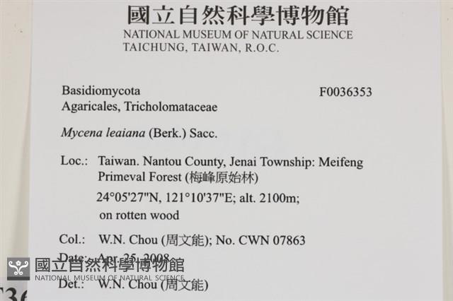 利氏小菇藏品圖，第2張