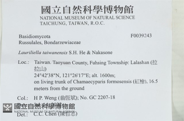 台灣小勞里菌藏品圖，第2張