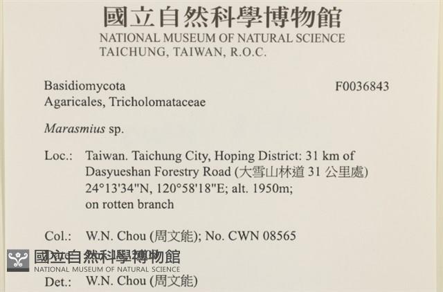 小皮傘屬藏品圖，第2張