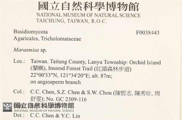 小皮傘屬藏品圖，第2張