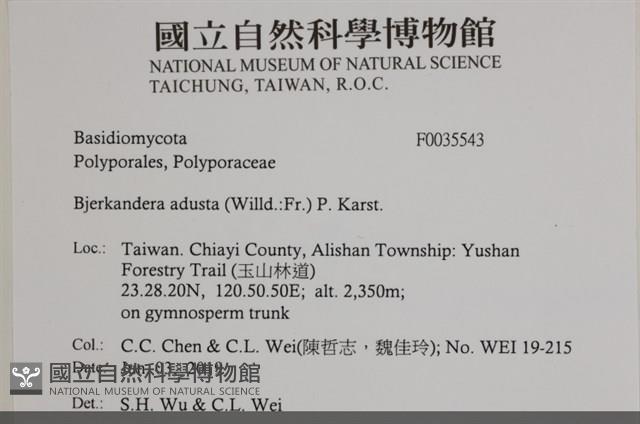 煙管菌藏品圖，第2張