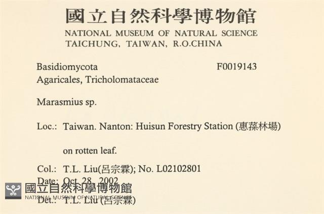 小皮傘屬藏品圖，第2張