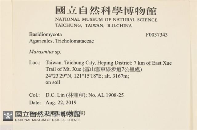 小皮傘屬藏品圖，第2張