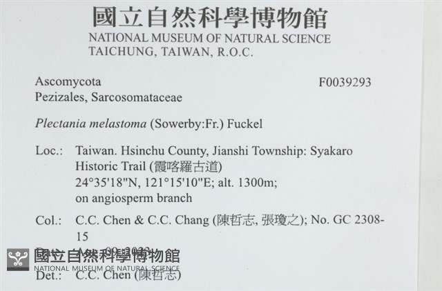 黑赭暗盤菌藏品圖，第2張