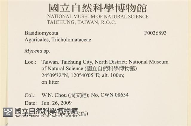 小菇屬藏品圖，第2張