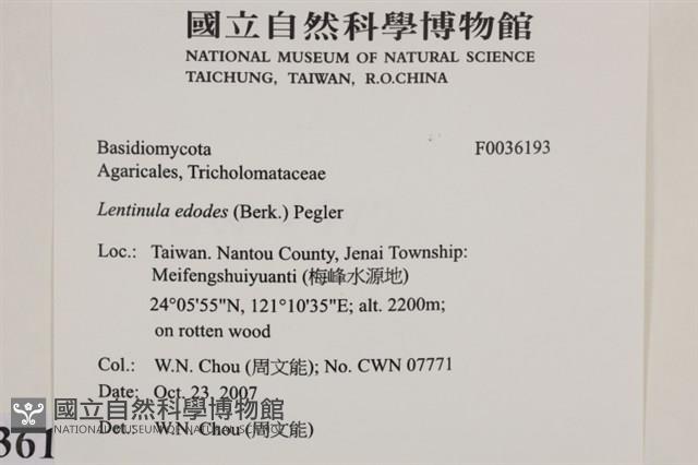 香菇	藏品圖，第2張