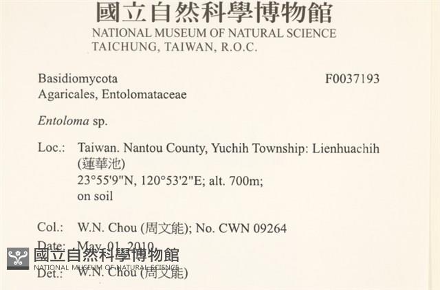 粉褶菌屬藏品圖，第2張