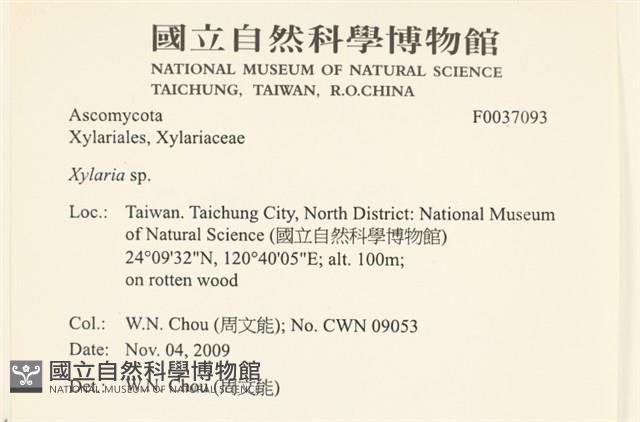炭角菌屬藏品圖，第2張