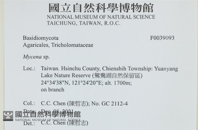小菇屬藏品圖，第2張