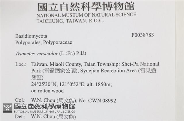 雲芝藏品圖，第2張