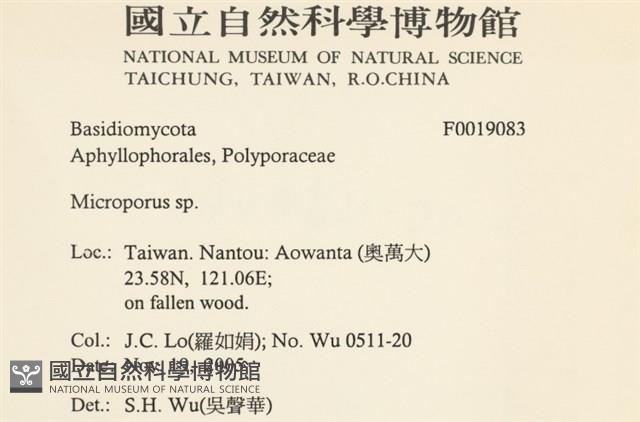 小孔菌屬藏品圖，第2張