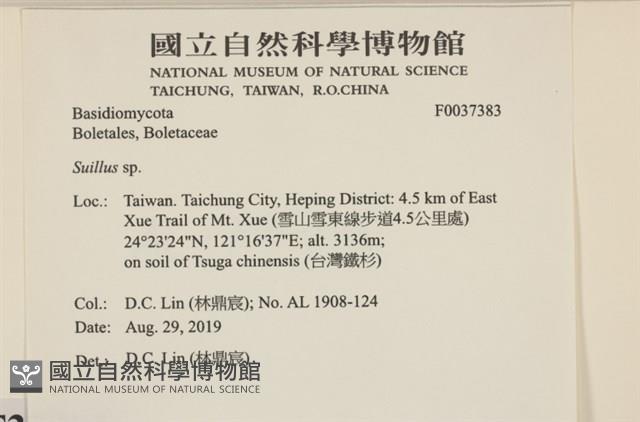 登錄號:F0037383藏品圖，第2張