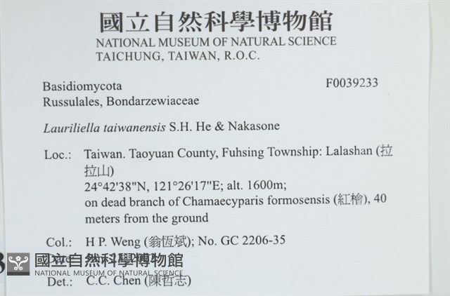 台灣小勞里菌藏品圖，第2張