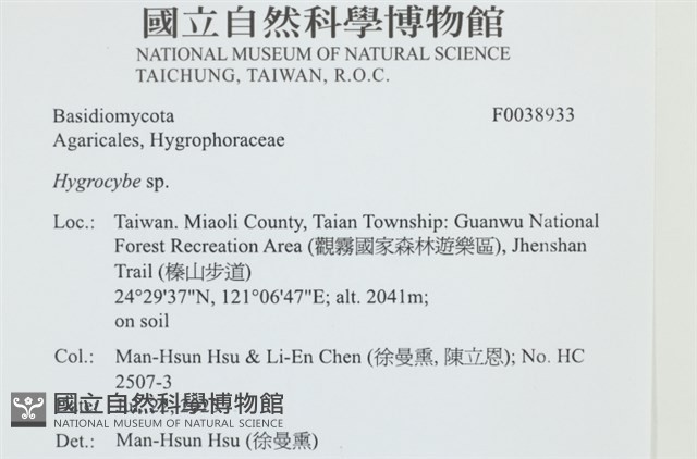 濕傘屬藏品圖，第1張