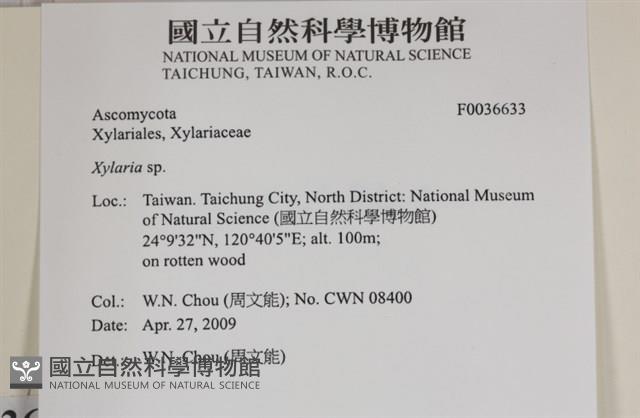 炭角菌屬藏品圖，第2張