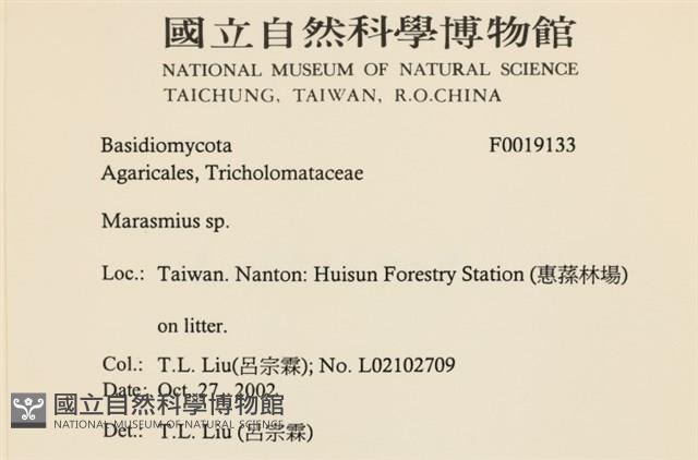 小皮傘屬藏品圖，第2張