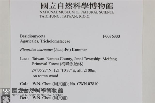 糙皮側耳藏品圖，第2張