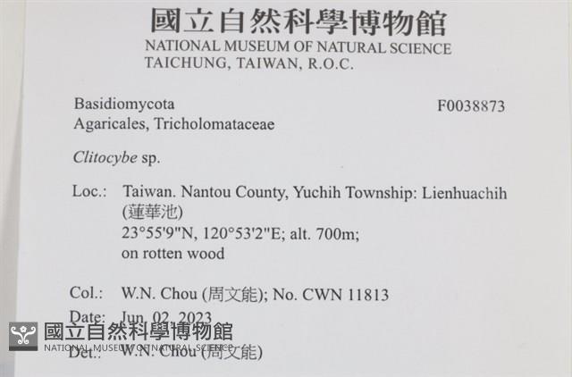 杯傘屬藏品圖，第2張