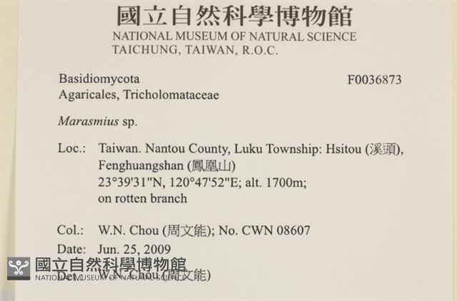 小皮傘屬藏品圖，第2張