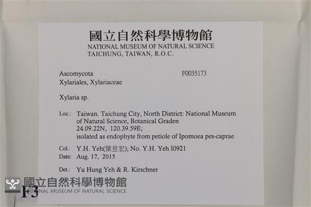 炭角菌屬藏品圖，第2張