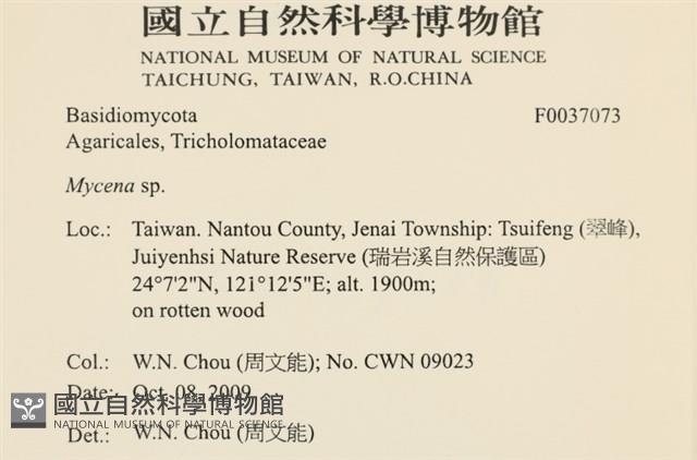 小菇屬藏品圖，第2張
