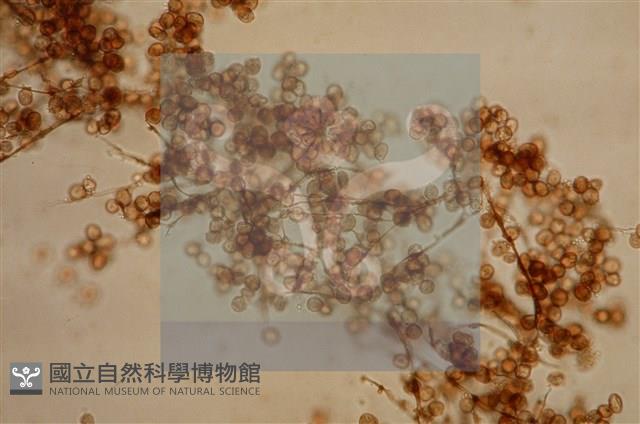 登錄號:F0012868藏品圖，第3張