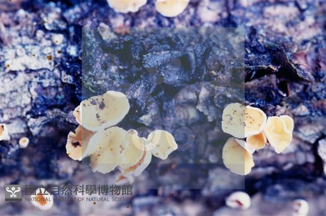 登錄號:F0004568藏品圖，第5張