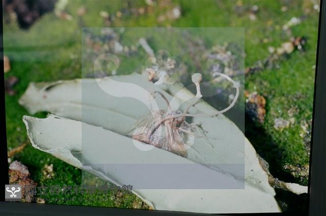 登錄號:F0010368藏品圖，第4張