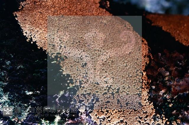 登錄號:F0009808藏品圖，第3張