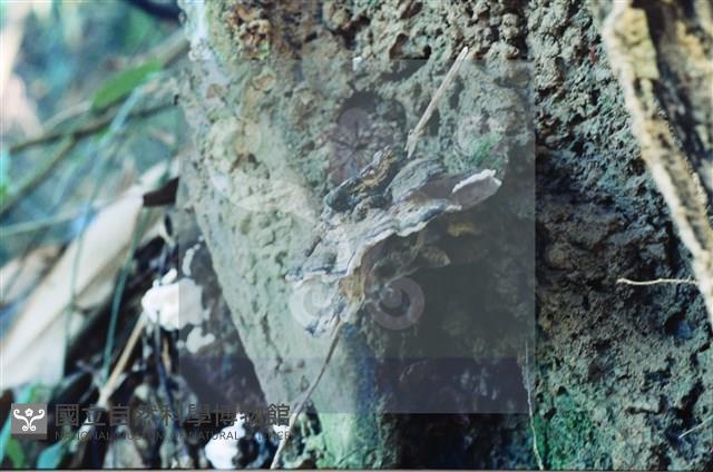 登錄號:F0015608藏品圖，第4張