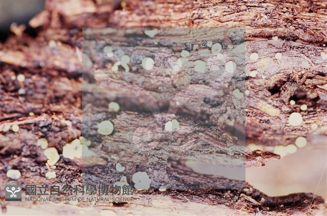 登錄號:F0009818藏品圖，第3張