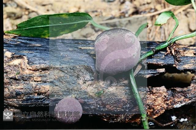 登錄號:F0008318藏品圖，第4張