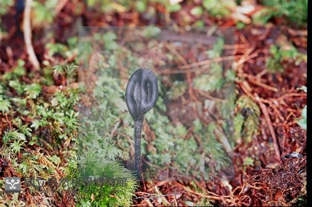 登錄號:F0011318藏品圖，第4張