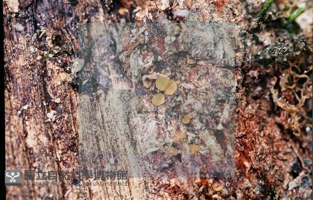 登錄號:F0014658藏品圖，第3張