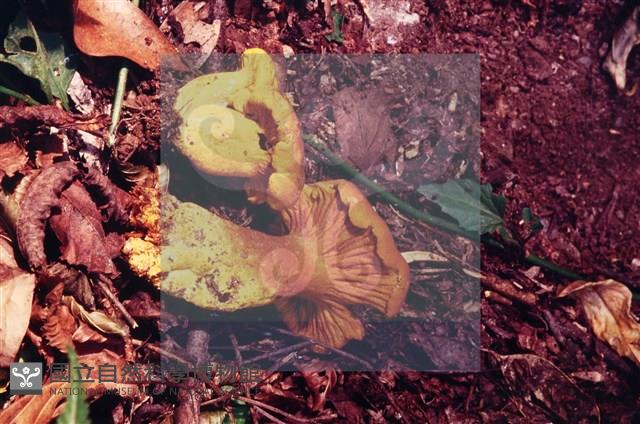 登錄號:F0004058藏品圖，第5張