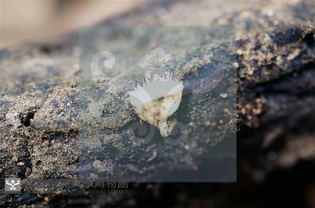 登錄號:F0012248藏品圖，第4張