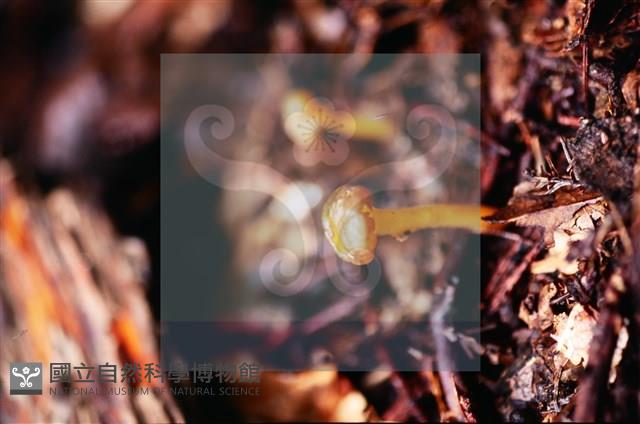 登錄號:F0018648藏品圖，第4張