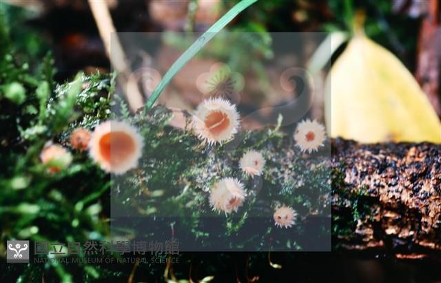 登錄號:F0014648藏品圖，第4張