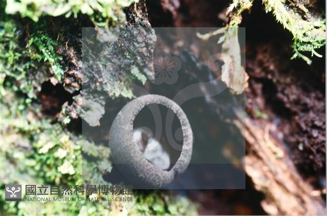 登錄號:F0007398藏品圖，第4張