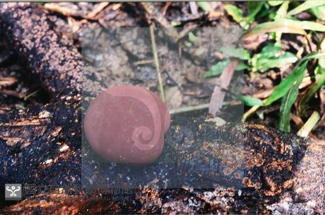 登錄號:F0007688藏品圖，第4張