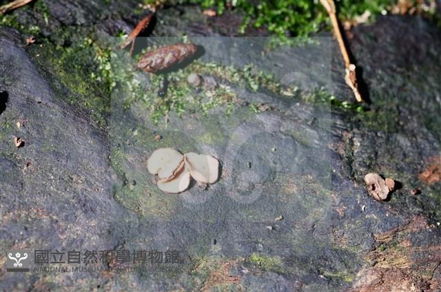 登錄號:F0015538藏品圖，第3張