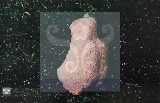 登錄號:F0015038藏品圖，第3張