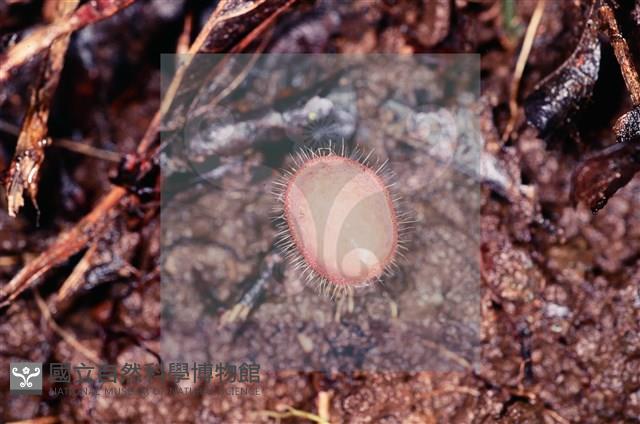 登錄號:F0010178藏品圖，第4張