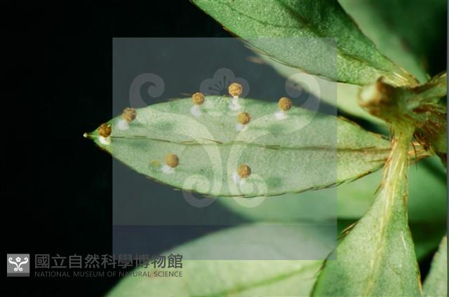 登錄號:F0010378藏品圖，第3張