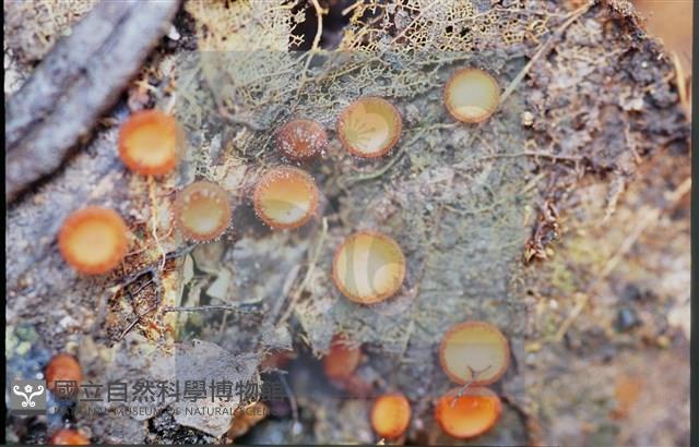 登錄號:F0012860藏品圖，第3張