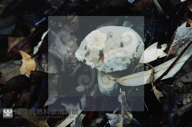 登錄號:F0009860藏品圖，第4張