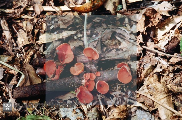 登錄號:F0003460藏品圖，第4張